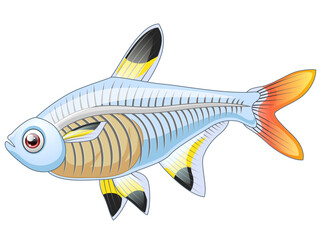 X-Ray fish on a white background. Vector illustration of a cartoon fish.