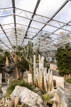 interior of a botanic garden green house with cactus