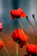 Beautiful red poppies with green stems close-up