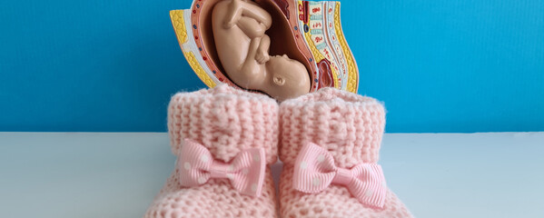 Baby in cross section of woman womb and pink slippers