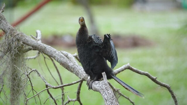 A big anhinga bird resting on tree branch in Florida wetlands
