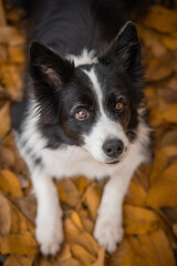 Top View of Border Collie with Orange Fallen Leaves. Vertical Portrait of Black and White Dog in Autumn Season.