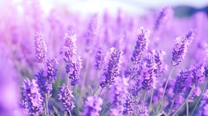 Obraz premium A field of fragrant purple lavender flowers under the sun