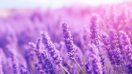 A field of fragrant purple lavender flowers under the sun