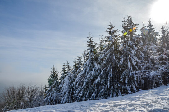 winter landscape with snow