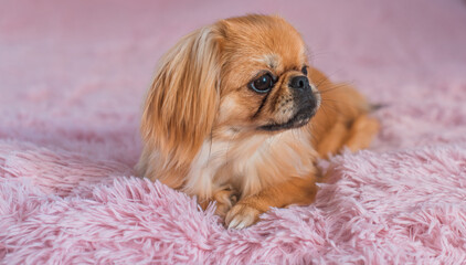 Cute and funny little Pekingese dog joyful at home. Best human friend. Pretty puppy dog