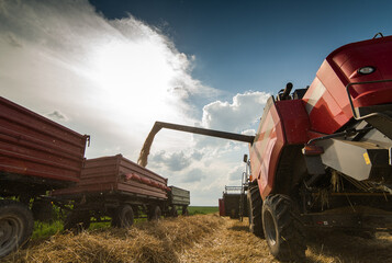 Grain auger of combine pouring wheat into tractor trailer