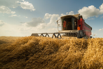 Harvesting combine in the wheat.