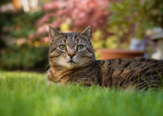 Tabby cat lying on grass in a garden