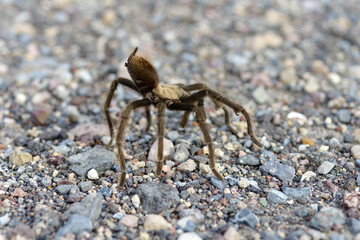 Desert Tarantula, Aphonopelma chalcodes. Photo taken in Death Valley National Park, California, USA.