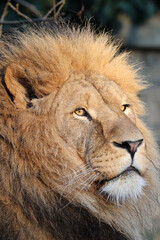 Close portrait view of Lion, Panthera Leo