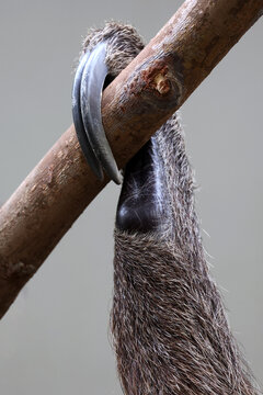 Linnaeus's two-toed sloth (Choloepus didactylus) claw in wildlife, close-up