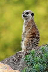 Naklejka na ściany i meble The meerkat (Suricata suricatta) or suricate
