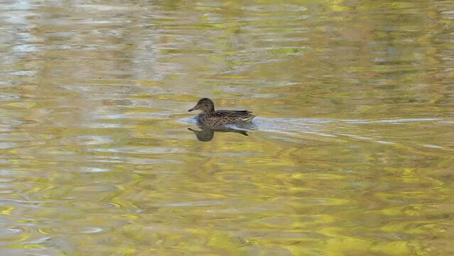 Eurasian Green-winged Teal in natural ambient, female (Anas crecca) - (4K)