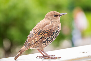 The common starling or Sturnus vulgaris or the European starling. Sitting on the fence in the garden in springtime.