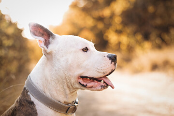 Portrait of a smiling American Staffordshire Terrier against the background of an autumn forest. Cozy natural atmosphere. Best friend for people Pet frendly concept