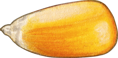 Watercolor hand drawn corn themed