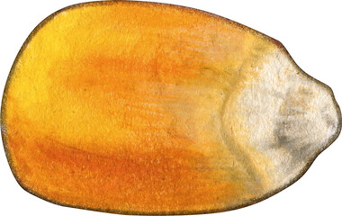 Watercolor hand drawn corn themed