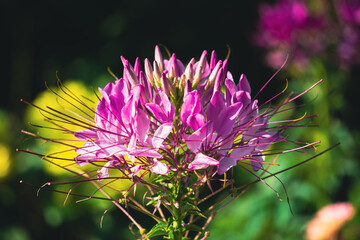 Radiant-Pink-Spider-Flower-by-Aravind-Reddy-Tarugu