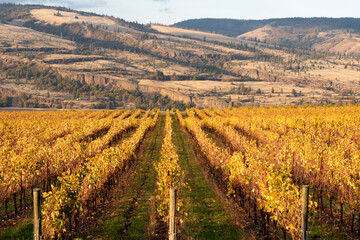 Fototapeta na wymiar Autumn Vineyard at Mosier, Oregon in the Columbia Gorge with the Coyote Wall in the Background