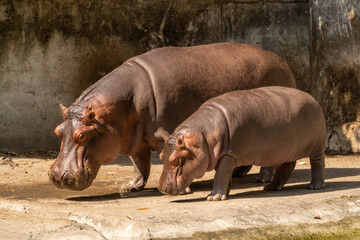Adult & child hippo
