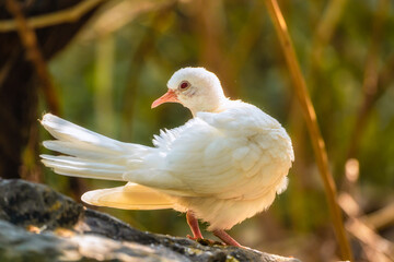 White Pigeon