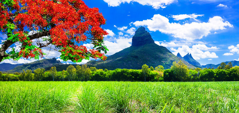 Beautiful mountain landscapes of Mauritius island with famous red floral "flame tree"