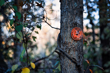 Autumn Forest: Orange Sign on a tree branch and Leaves in Natural Setting