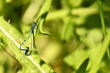 azure damselfly