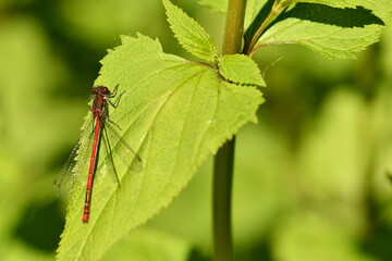 red damselfly 