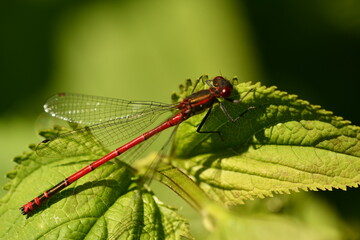 red damselfly 