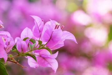 A sweet purple Bougainvillea  flower blossom in a garden with blurred green nature background 
