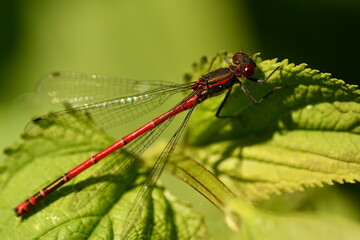 red damselfly 