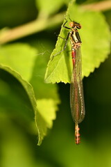 red damselfly 