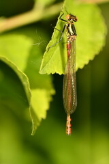 red damselfly 