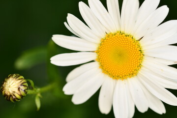 daisy flower closeup