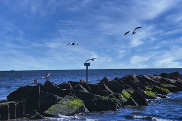 A natural coastal terrain with a flock of seabirds on the seashore.