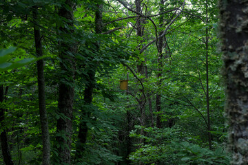 Wooden box bird house in green forest camouflaged as housing