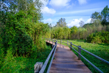Obraz premium A wooden bridge, a path with a railing as a place for tourists to walk to a difficult environment.
