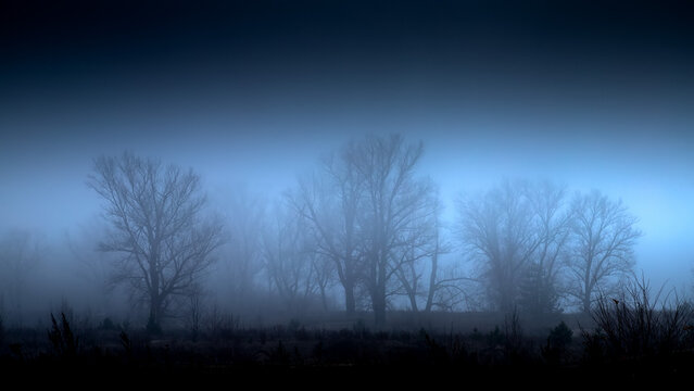 Silhouettes of trees in the fog. Dramatic landscape.