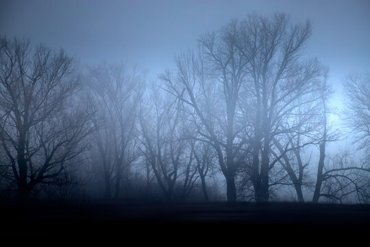 Silhouettes of trees in the fog. Dramatic landscape.