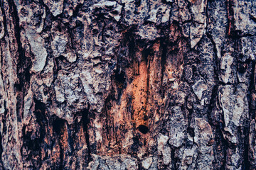closeup of tree bark, ideal for texture backgrounds
