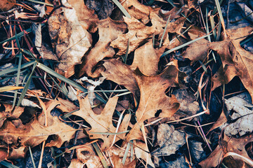 Autumn Day: closeup of Leaves in Nature