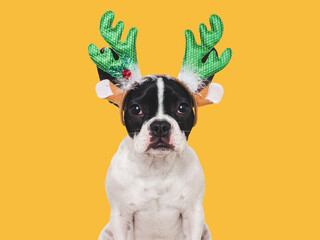 Lovable puppy and Christmas reindeer antlers. Close-up, indoors. Day light, studio shot. Congratulations for family, relatives, loved ones, friends and colleagues. Pets care concept