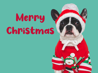 Merry Christmas. Lovable puppy and warm, knitted sweater. Closeup, indoors. Day light, studio shot. Congratulations for family, relatives, loved ones, friends and colleagues. Pets care concept