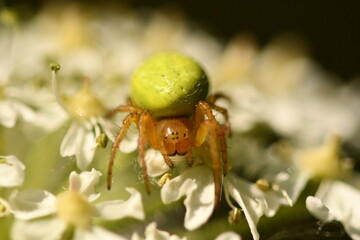 spider on a flower