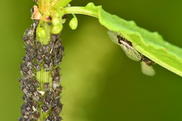 ants on a leaf