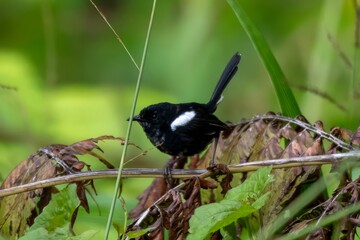 White-shouldered fairywren or Malurus alboscapulatus observed in Arfak Mountains in West Papua, Indonesia