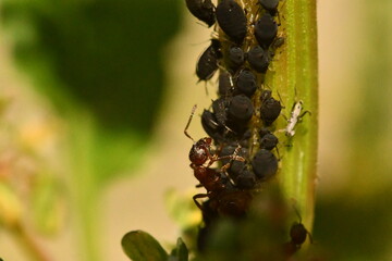 ants on a leaf