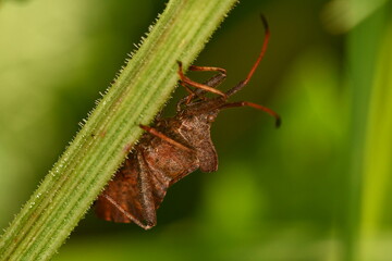 Coreidae, Leaf-footed bug, insects, macro photography 